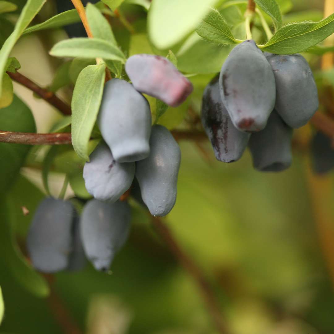 Lonicera species Fruits